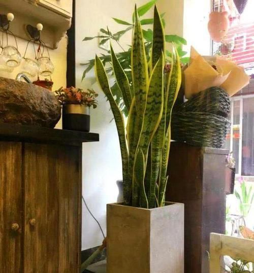 满处|虎皮兰盆里放2种东西,小芽满处钻,叶子坚硬还翠绿