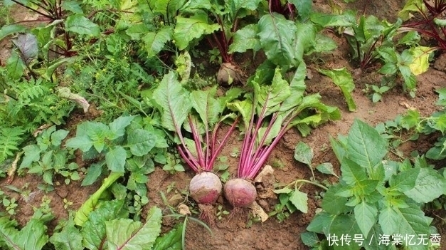 甜菜根|1500年前传入我国,比红枣补血,被誉为“生命之根”,却少有人吃