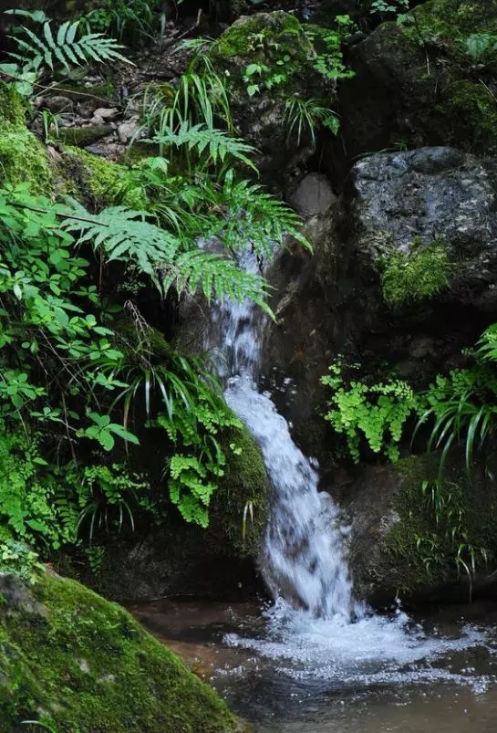 等我们老了,找个院子,清晨养花,傍晚喝茶。