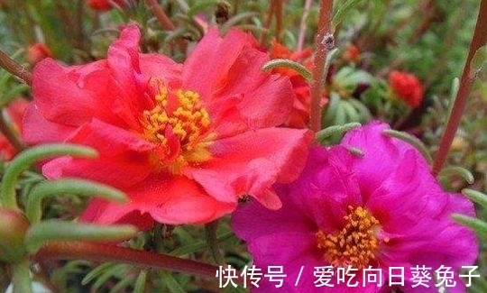 几款花卉,好养易爆盆,层层交叠,烂漫迷人眼