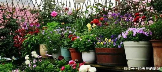 遮阳网|夏天来了不懂此些花卉降温方法,难怪你的花都死了