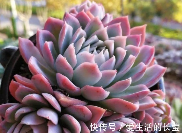 女王|多肉紫罗兰女王如何养教你3个妙招,养出梦幻般的紫罗兰女王