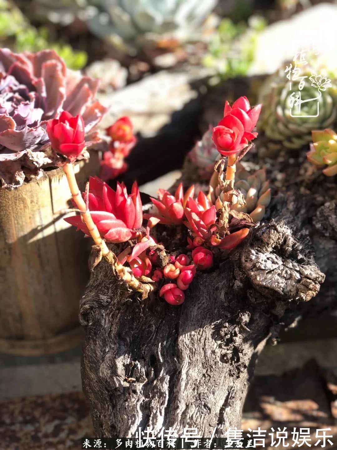 多肉遇上枯木木花盆，姑娘自己造！