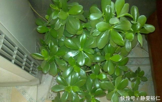 这两种植物养得好,稍微注意就能养出老桩来价值高气势好