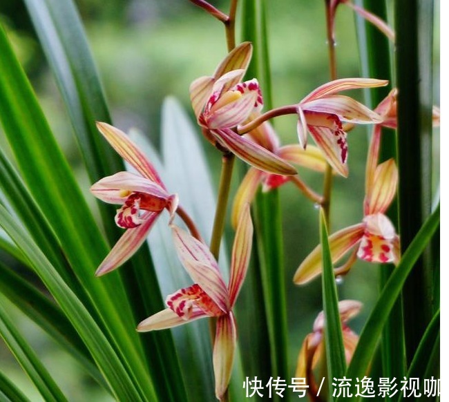 植料|老花农养兰花,用3种植料,兰花不烂根,芽蹭蹭冒,花呼呼开