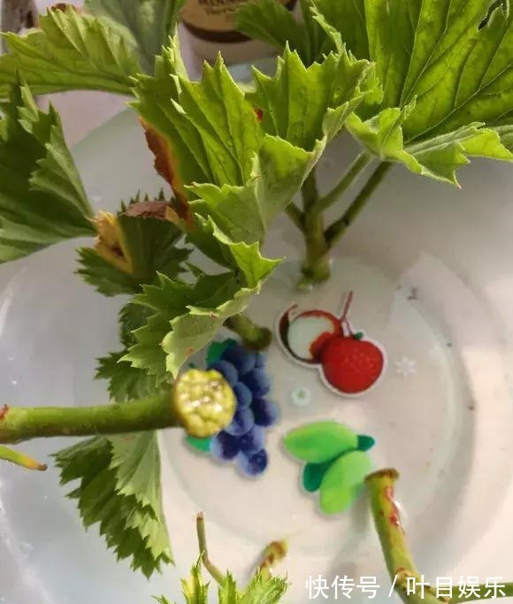 1种花太疯狂，花开300多天，剪根枝条插水里就活，当年就开花！