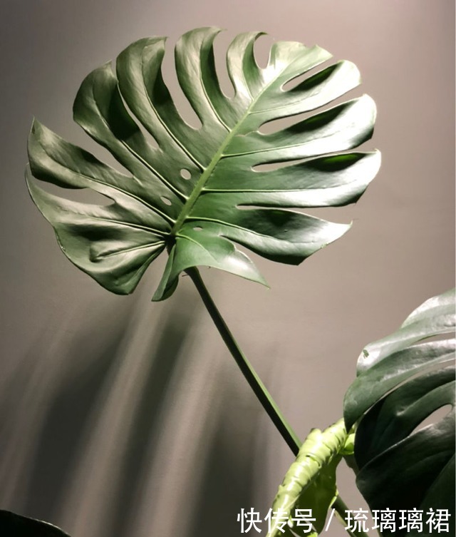 入秋后要及时修剪，不然6种花越长越丑！