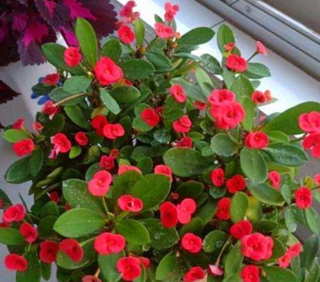 非洲堇|9月了,赶紧扦插这些花卉,生根快成活率高,培育多盆成大户