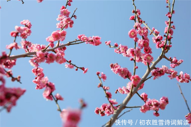 雨后|早春落梅花8则，共赏落梅飘飘之美，山花开满谷，林香动落梅