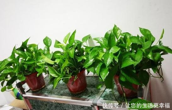 适合扦插的“4种花”,沾土就活,想练手可以养,轻松繁殖一大片!