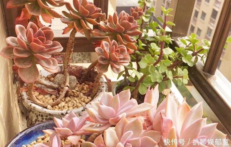 加点|多肉“长不高”,盆里加点“白粉末”,1个月后,不长也得长!