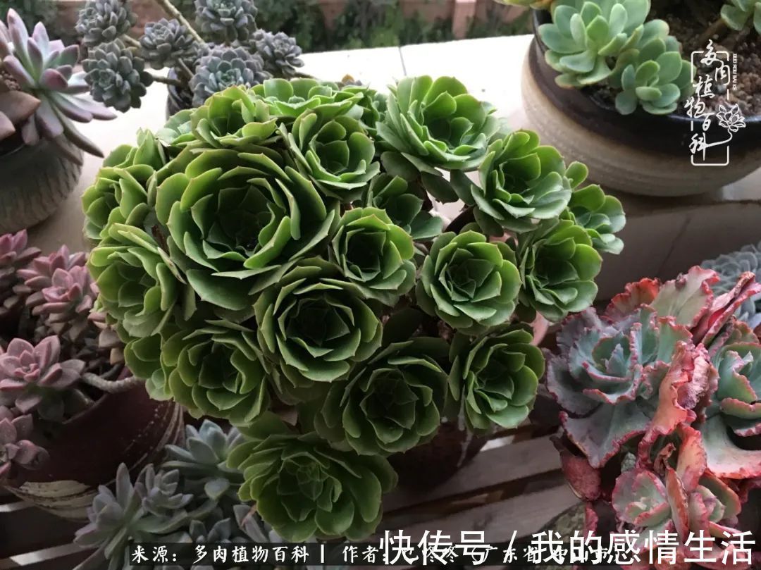 养多肉的路上患得患失,却依然如最初般热爱!