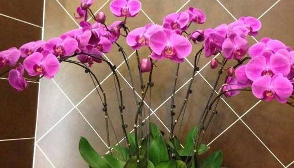 尽量别买3种花,拿回家落花,掉蕾严重,很难伺候