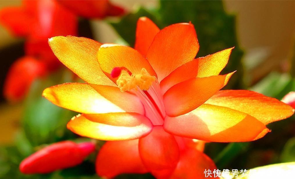 蟹爪兰总是不开花,教你小窍门,叶子肥厚,花开不断爆盆