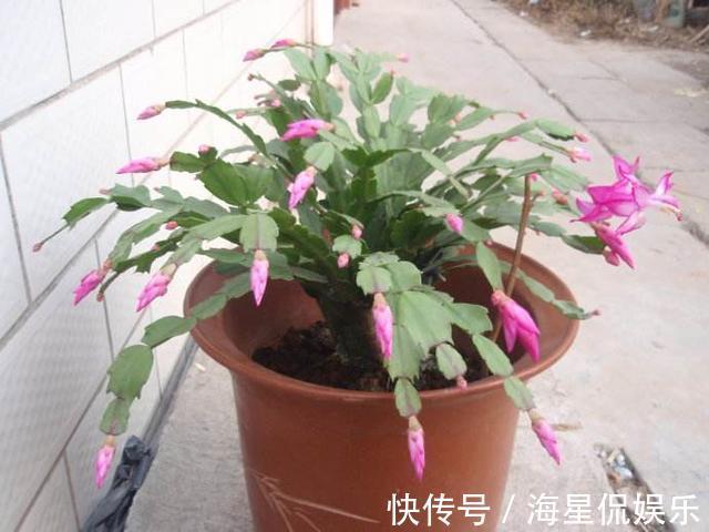 叶片|蟹爪兰来点“甜水”,不烂根不黄叶,枝枝开花红满盆!