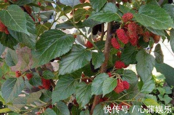 树莓|这四种果树放阳台养,一盆能挂满果,居然节约不少买水果的钱