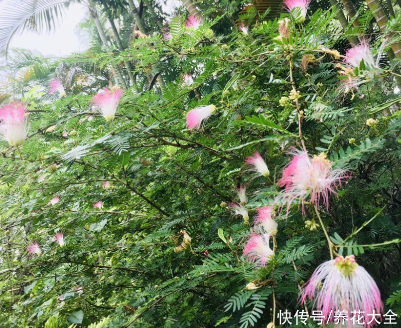 80种常见花，花谱整理好了，以后识花不求人