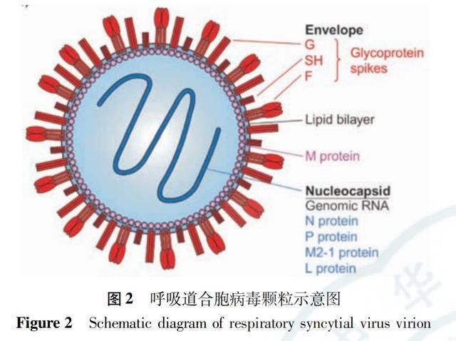 孩子咳喘，小心感染了呼吸道合胞病毒|儿研所儿医说 | rsv