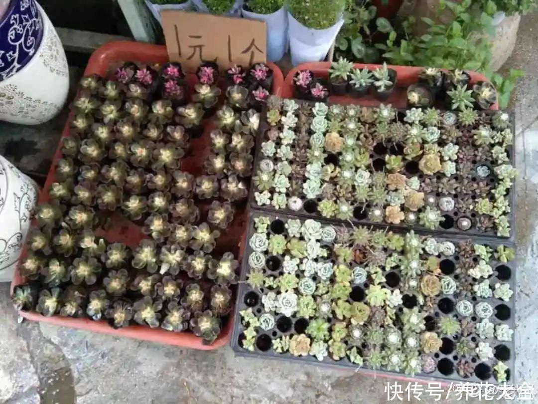 过完年，垃圾桶周围多了不少花，又要开始捡破烂儿了