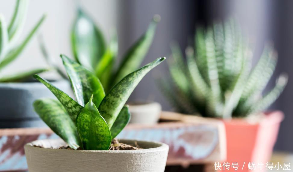 冬天|冬天养花一定要保暖,这4种花冬天就怕这些问题,一不小心就枯黄