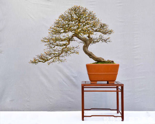 盆景大咖说玩盆景少不了玩根,那么盆景桩头的根系造型有哪些