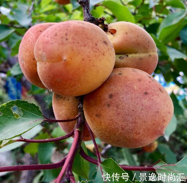 龙葵|门口的果子像“龙葵”,赶紧要拔掉、千万别吃,会中毒