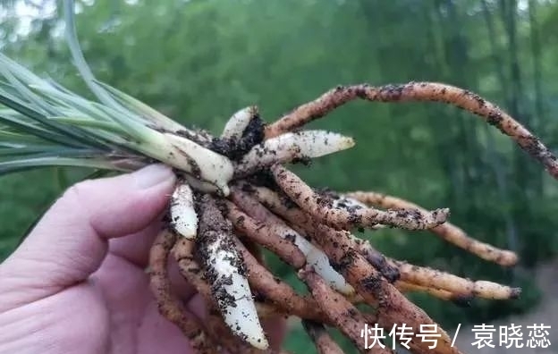透水|兰花浇水有讲究,浇半截水还是浇透水,究竟怎么掌握?