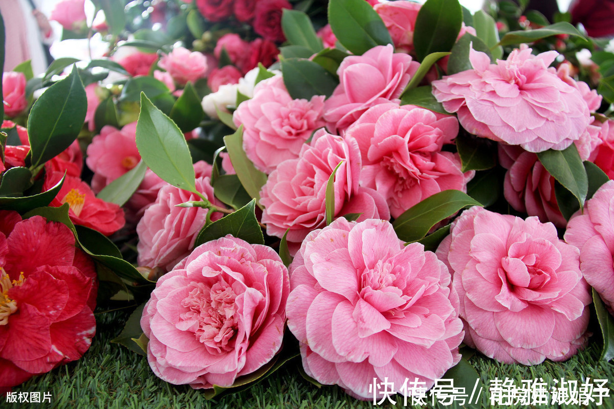 君子兰|爱吃醋的5种花，兑水喷一喷，叶子变得绿油亮，开花大又多
