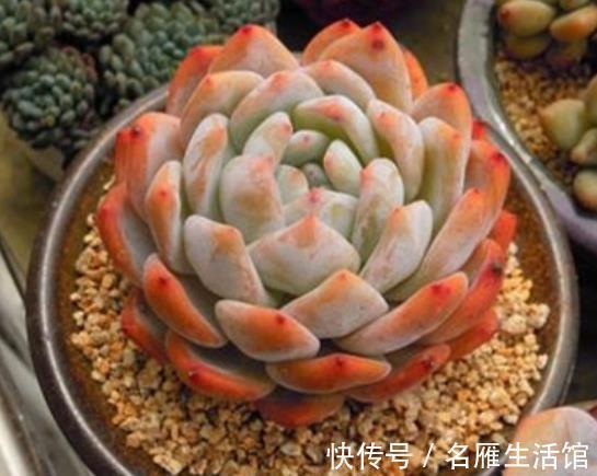 推荐7种强悍多肉,每一种都精致好看,一次养十盆都不嫌多