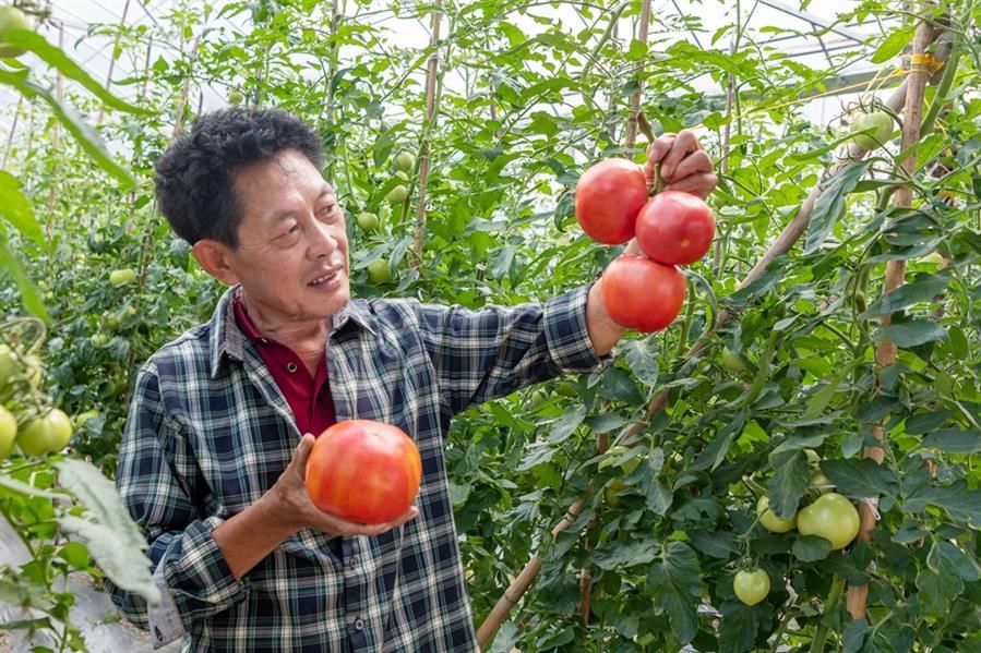 张有钢|一组美图告诉你，龙泉丰收季到底有多美！