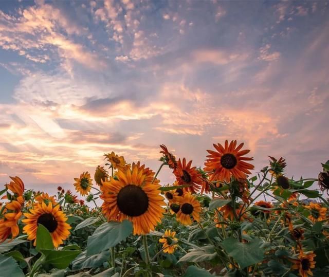 代金券|宫崎骏动漫“同款”!快来滁州这里打卡!