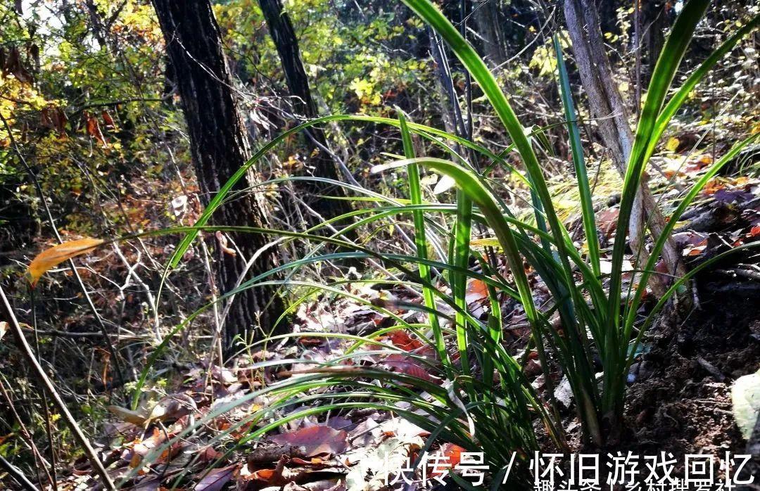 种植兰花究竟用什么花盆好？兰友不敢用的大花盆，长势却如此旺盛