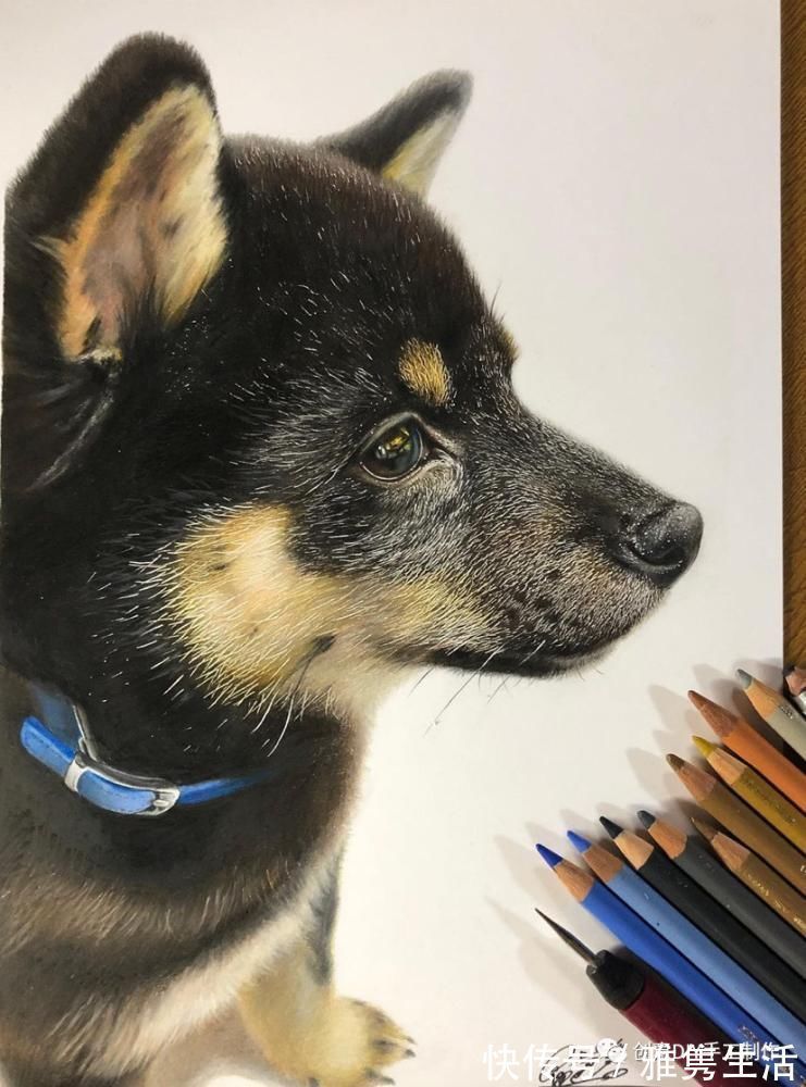 音海#超拟真动物画,每根毛发都这么细致,网友惊呼真假分不清