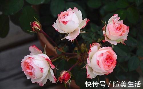 几个萌萌哒月季品种,看一眼就心情大好,简直可爱到爆!