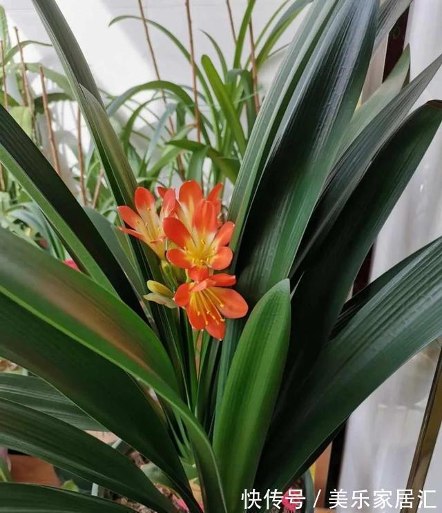 陶粒|君子兰翻盆,土里扔一把颗粒,透气肥效好,花根不腐烂