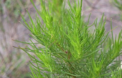 河边生的“野草”,人称“臭蒿”,叶子很像萝卜叶,功能用途多