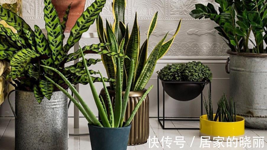 浇花|养花浇水总结:水质、水温、水量,全是不可忽略的关键要素