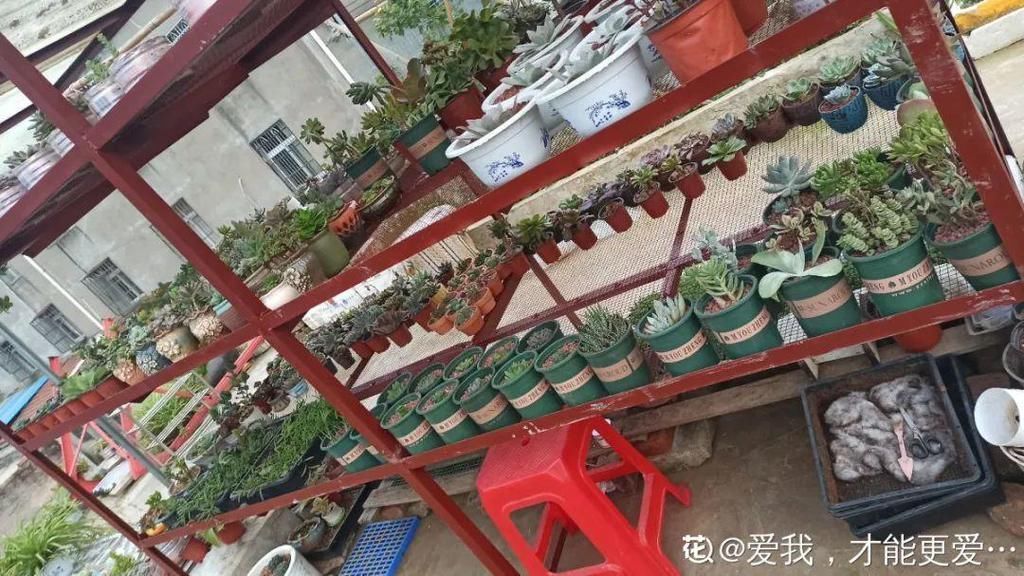 拼盘|多肉养在大盆里,就是豪横霸气,棵棵大得像白菜