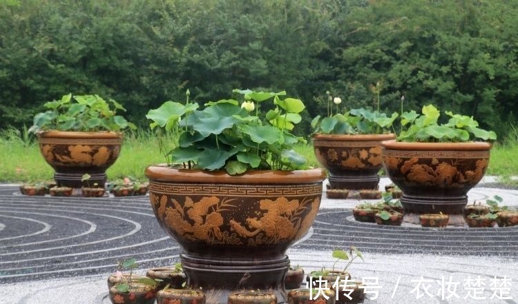 “四蒂睡莲”长什么样?一起来花博园看荷花、莲花群芳争艳