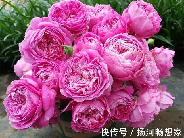 22种最漂亮的月季,一次能开300天,满屋飘香开花多