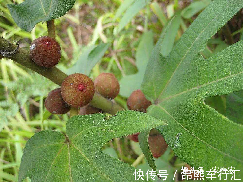 广东地区|价值不输人参，老人拿它泡酒，10元一斤，可不多见