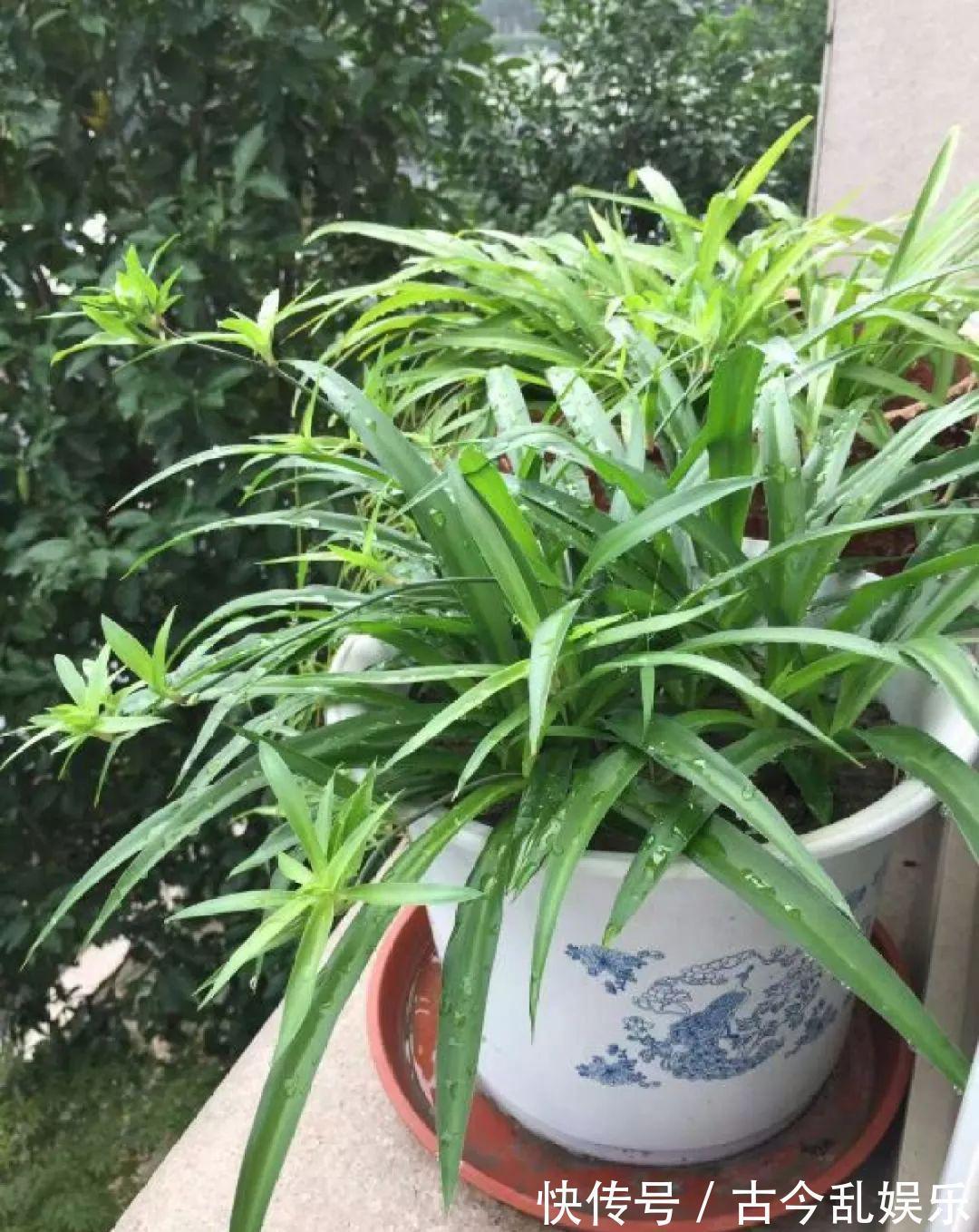 养花技巧：8种情况不能施肥，跟毒药一样，浇完花就玩完了