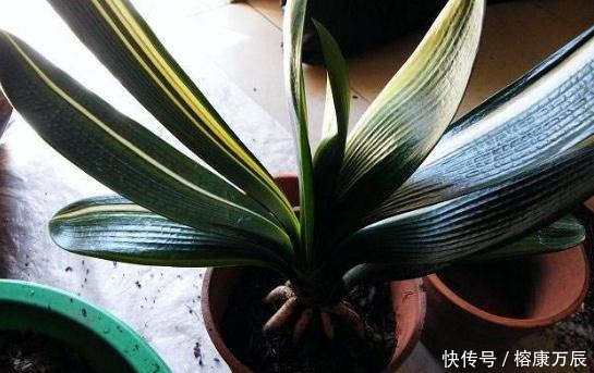 花卉|养花不会施肥?换盆时将“它”埋土里,一年不用施肥,花卉长满盆