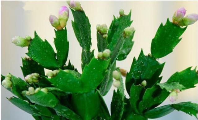 大水|蟹爪兰,7、8月要“静养”,3件事别做,不然叶子薄又红