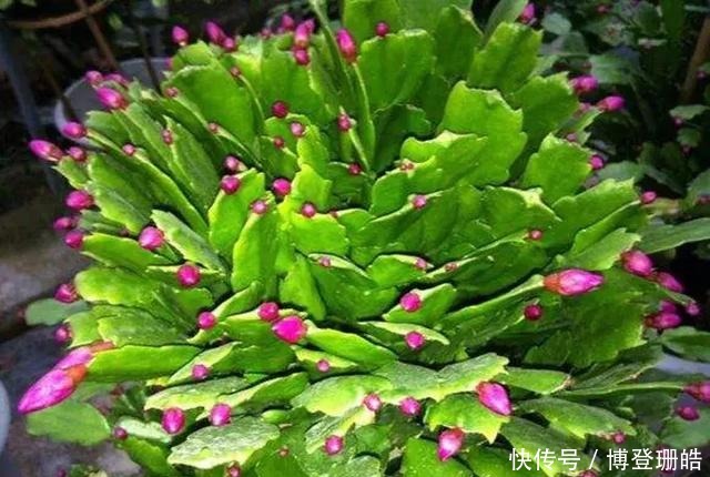 不烂|蟹爪兰喷点这个水,叶片杠杠厚,呼呼冒新芽,10年不烂根