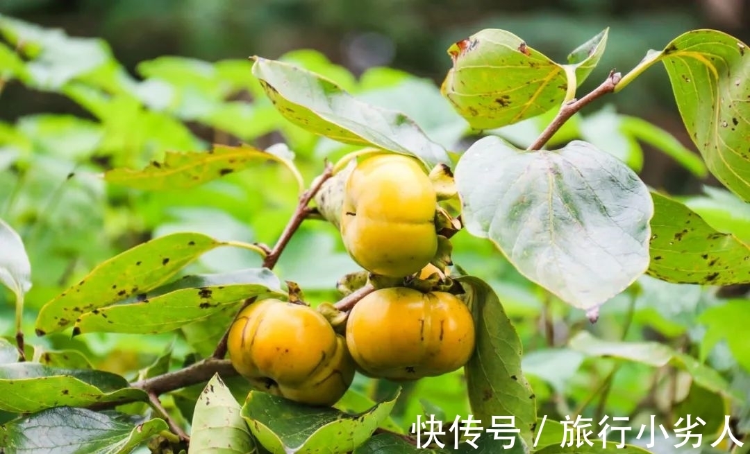 友人&一树红柿摇乡愁