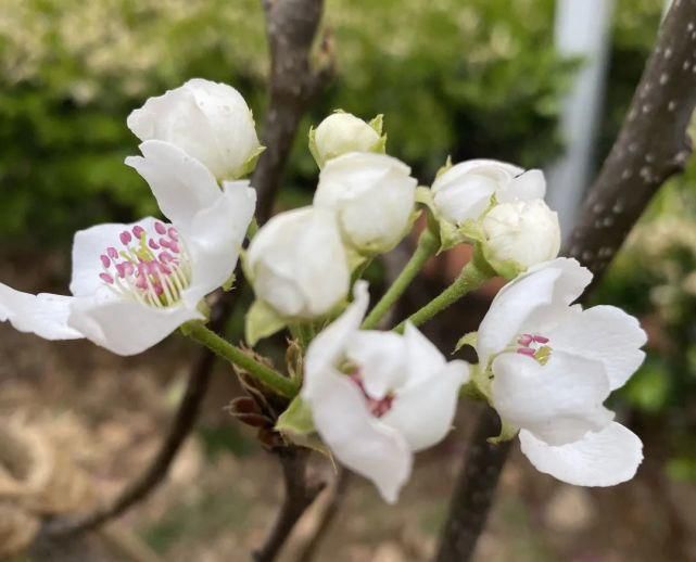 舒卷烟霞自掩映，半山芳菲绕窗棂 ——开元邀你来赏花（一）