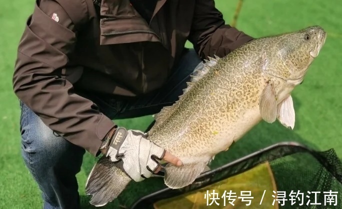 江西钓鱼人发现“新鱼种”，有人说是虫纹石鲈，会不会“泛滥”？
