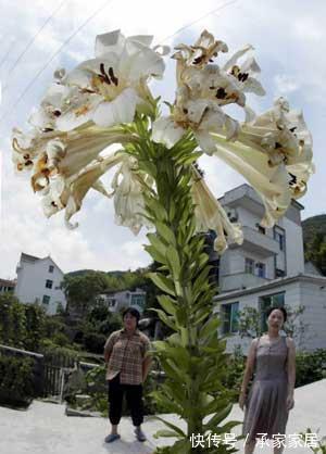 种球|一颗百合花,身高2米8,长成百合树,长在深山里,花朵比头大