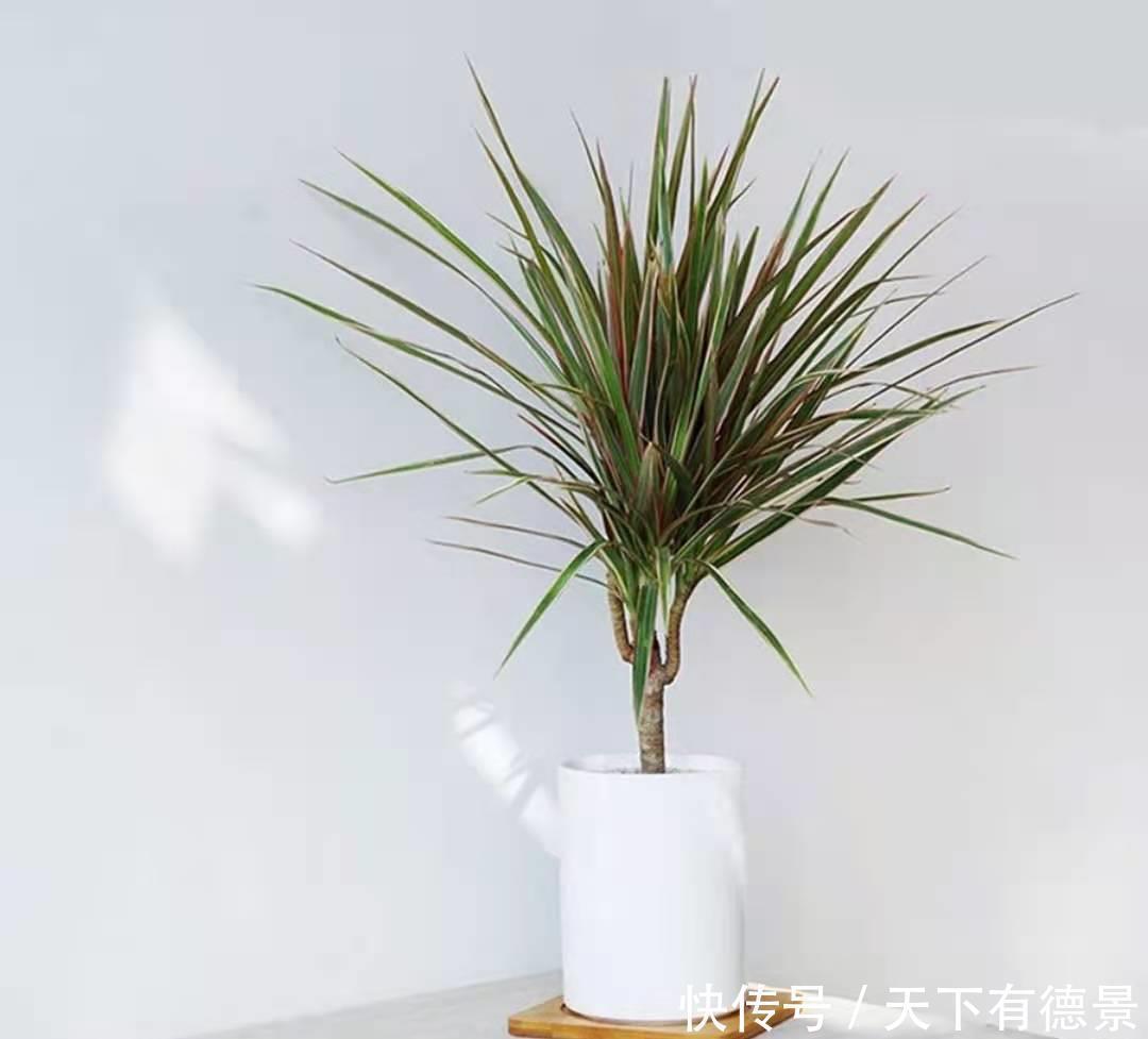 福木|这3种大型观赏树，一般人真分不清，养起来更费劲